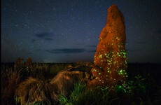 Photographer disqualified from contest as winning image features 'stuffed' animal