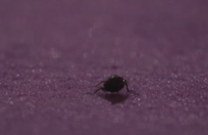 While we were all watching The Late Late referendum debate, a fly stole the show on Graham Norton