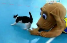 In video: Giant mascot dog chases stray cat from basketball court
