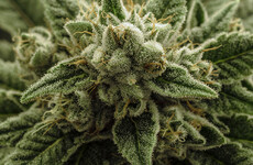 €80,000 worth of cannabis seized in Drogheda