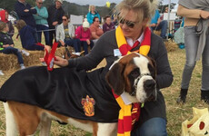 6 family events to check out this bank holiday weekend - from dog shows to summer carnivals