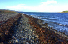 'We're delighted': Controversial Cork seaweed harvesting project delayed as judicial review granted