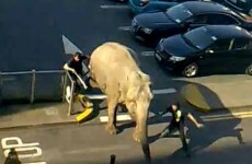 VIDEO: Nellie the elephant makes a run for it in Cork