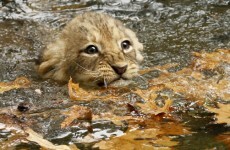 Today's cute animal video: angry, wet lion cubs