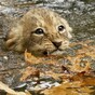 Today's cute animal video: angry, wet lion cubs