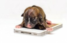 iPhone sized puppy could be world's smallest dog