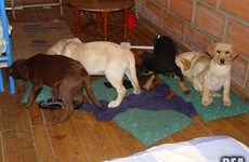 Vet who injected liquid heroin into puppies to smuggle drugs into US extradited