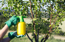 Bio-insecticide Supernemos: 'Sometimes GIYing is not for the faint hearted'