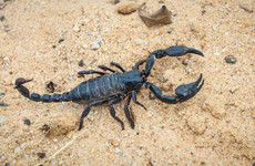 Standoffs with scorpions: The reality of filming in Sub-Saharan Africa