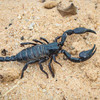 Standoffs with scorpions: The reality of filming in Sub-Saharan Africa