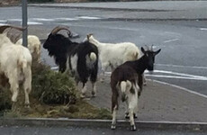 Feral goat herd prompts council to put up signs to warn motorists