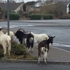 Feral goat herd prompts council to put up signs to warn motorists
