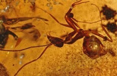 Amber fossils shed light on India’s past