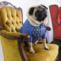 12 things you know to be true if your pet rules the household