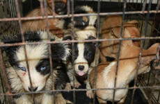 27 dogs found in van at Scottish ferry port returned to Ireland