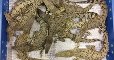 50 live crocodiles from Malaysia seized at Heathrow Airport