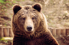 Traumatised bears and wolves find solace at Greek sanctuary