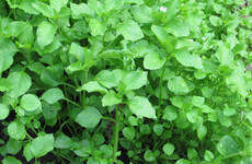 Chickweed: 'Not only is it edible, it’s considered to be a nutritional powerhouse'