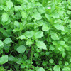 Chickweed: 'Not only is it edible, it’s considered to be a nutritional powerhouse'