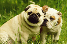 Irish vets call for ban on advertising involving 'flat-faced' dogs