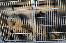 German Shepherd puppies seized at Dublin Port