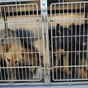 German Shepherd puppies seized at Dublin Port