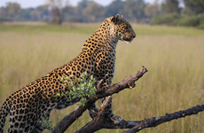Toddler snatched and eaten by leopard in Uganda's national park