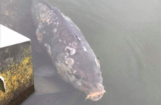 Concern after hundreds of fish die in The Lough in Cork