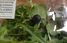 Large live black beetle found in pre-washed bag of salad bought in Dublin Tesco