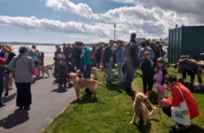 There was a big meetup of Dogs For Choice at Sandymount Strand over the weekend