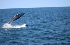 West Cork whale watchers are being treated to large gatherings during 'low season'
