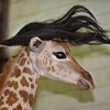 It's Friday, so here's a slideshow of baby giraffes from around the world