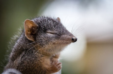 Too much sex puts tiny marsupials on endangered list