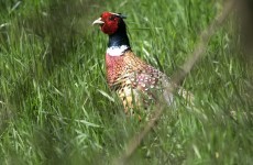 Avian flu virus found in pheasants in Cork