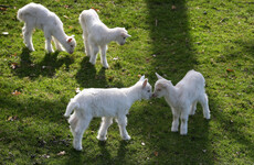 A herd of wild goats that has been roaming around Ennis has a new home