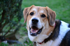 Number of dogs destroyed in Irish pounds down 40%