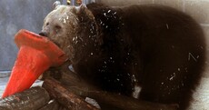 The three homeless bears: Peggy, Suzy and Carmen rescued by Scottish zoo