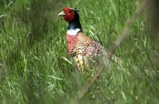 Tests continue and restrictions remain after avian flu outbreak in Cork