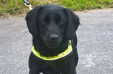 Revenue dog finds €60,000 hidden in man's suitcase
