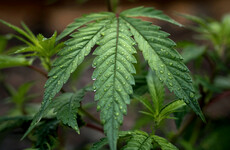 Government looking at how to best source 'quality' medical cannabis for new access programme