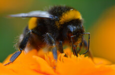 'Virtual safe space' aims to help identify threats facing bumblebees