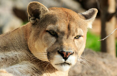 'Everything hurts' - Panicked call of mountain biker attacked by cougar is released by police