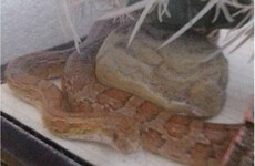 ISPCA find Albert the snake who snuck out of his cage and went wandering around Tipperary