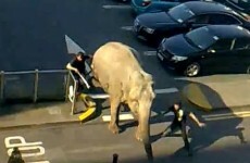 Circus trainer trampled by elephant in Cork