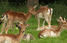 Phoenix Park deer: 'The bucks are in the bachelor area ... the females are up near Castleknock'