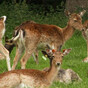 Phoenix Park deer: 'The bucks are in the bachelor area ... the females are up near Castleknock'