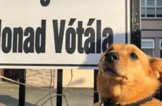 14 of the most adorable dogs that hit the polling stations during today's referendum