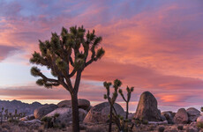 Sitdown Sunday: Stranded and injured in a California desert