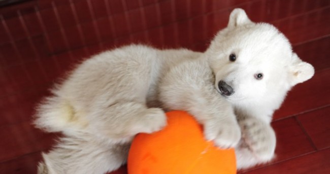 In pictures: Polar bear cub hand-reared in China
