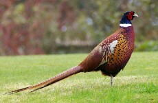 Clonakilty bird flu "poses no risk to public health"